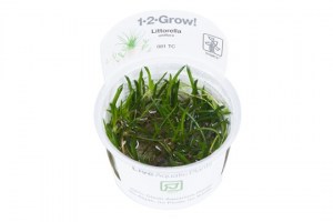 Littorella_uniflora3