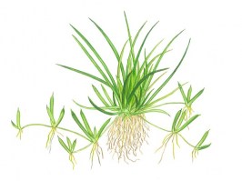 Littorella_uniflora
