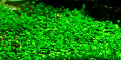 Marsilea_crenata2