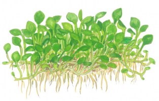 Marsilea_crenata
