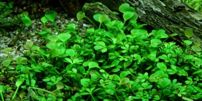 Marsilea_hirsuta2