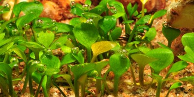Marsilea_hirsuta4