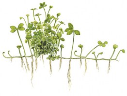 Marsilea_hirsuta