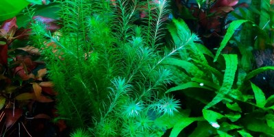 Mayaca_fluviatilis2