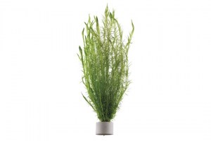 Mayaca_fluviatilis3