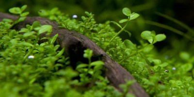 Micranthemum_Monte_Carlo4