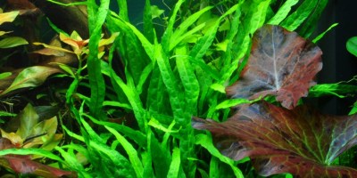 Microsorum_pteropusNarrow2