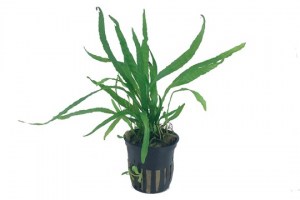 Microsorum_pteropusNarrow3