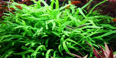 Microsorum_pteropusTrident2