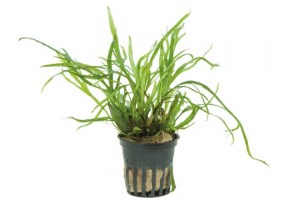 Microsorum_pteropusTrident3