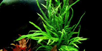 Microsorum_pteropusTrident4