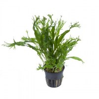Microsorum_pteropus_Windeløv3
