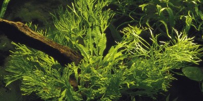 Microsorum_pteropus_Windeløv4