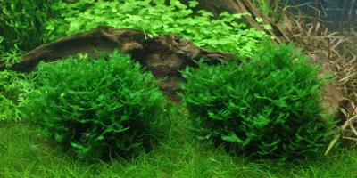 Monosolenium_tenerum2