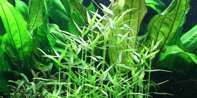 Murdannia_keisak2