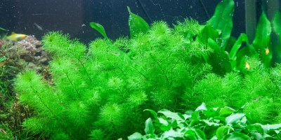 Myriophyllum_Guyana2