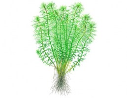 Myriophyllum_Guyana