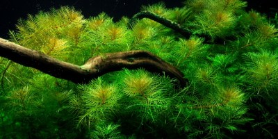 Myriophyllum_mattogrossense2