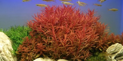Nesaea_crassicaulis2
