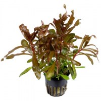 Nesaea_crassicaulis3