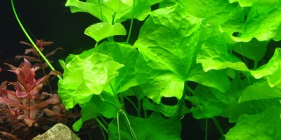 Nymphoides_hydrophylla_Taiwan2