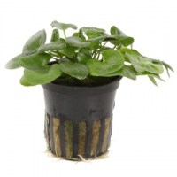 Nymphoides_hydrophylla_Taiwan3