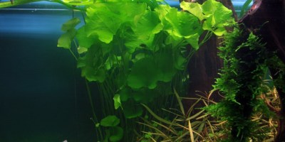 Nymphoides_hydrophylla_Taiwan4