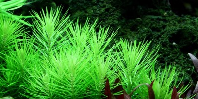 Pogostemon_erectus4