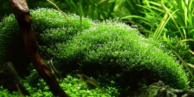 Riccia_fluitans2