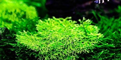 Riccia_fluitans4