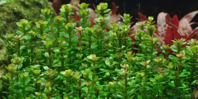 Rotala_Bonsai2