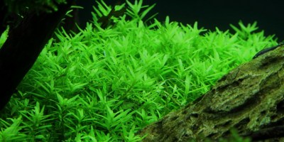 Rotala_Green2