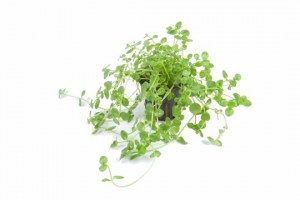 Rotala_Green3