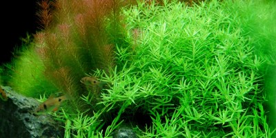 Rotala_Green4