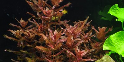 Rotala_macrandra2