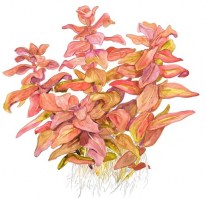 Rotala_macrandra