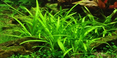 Sagittaria_subulata2