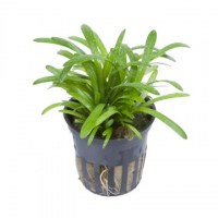 Sagittaria_subulata3