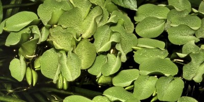Salvinia_auriculata2