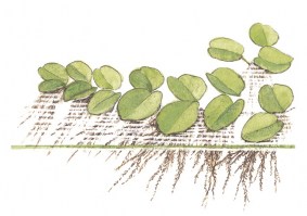 Salvinia_auriculata