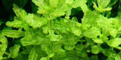 Shinnersia_rivularis_Weiss-Grün2