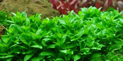 Staurogyne_repens2