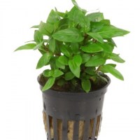 Staurogyne_repens3