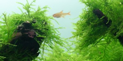 Taxiphyllum_barbieri3