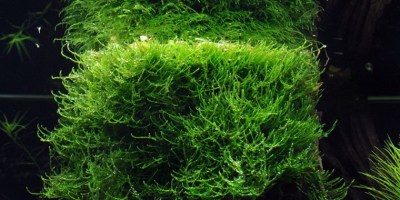 Taxiphyllum_barbieri4