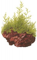 Taxiphyllum_barbieri