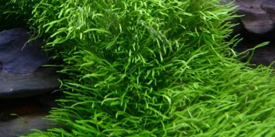 Utricularia_graminifolia2