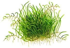 Utricularia_graminifolia