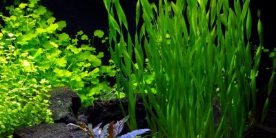 Vallisneria_americana_Asiatica2