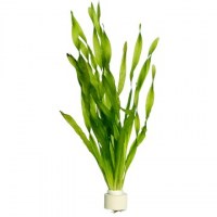 Vallisneria_americana_Asiatica3